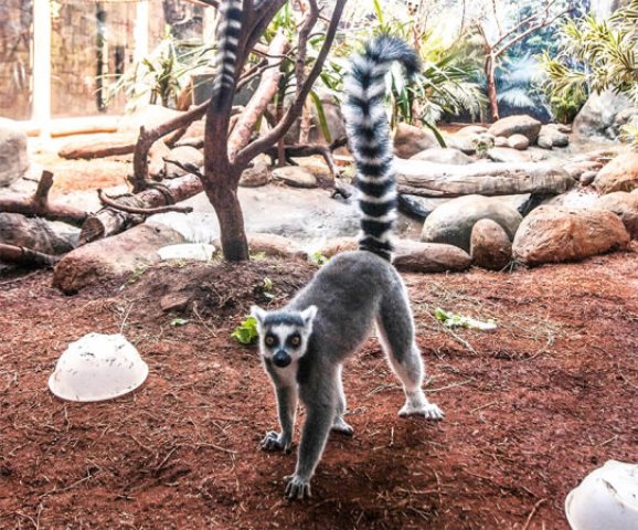 animais do aquário de SP